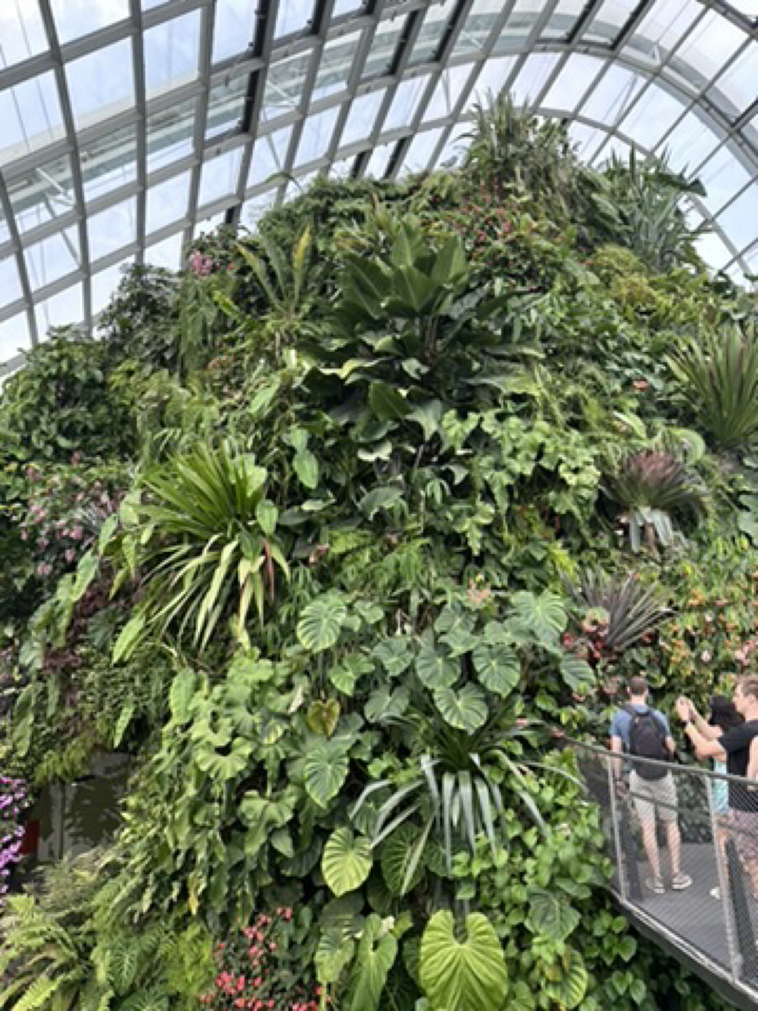 Cloud Forest